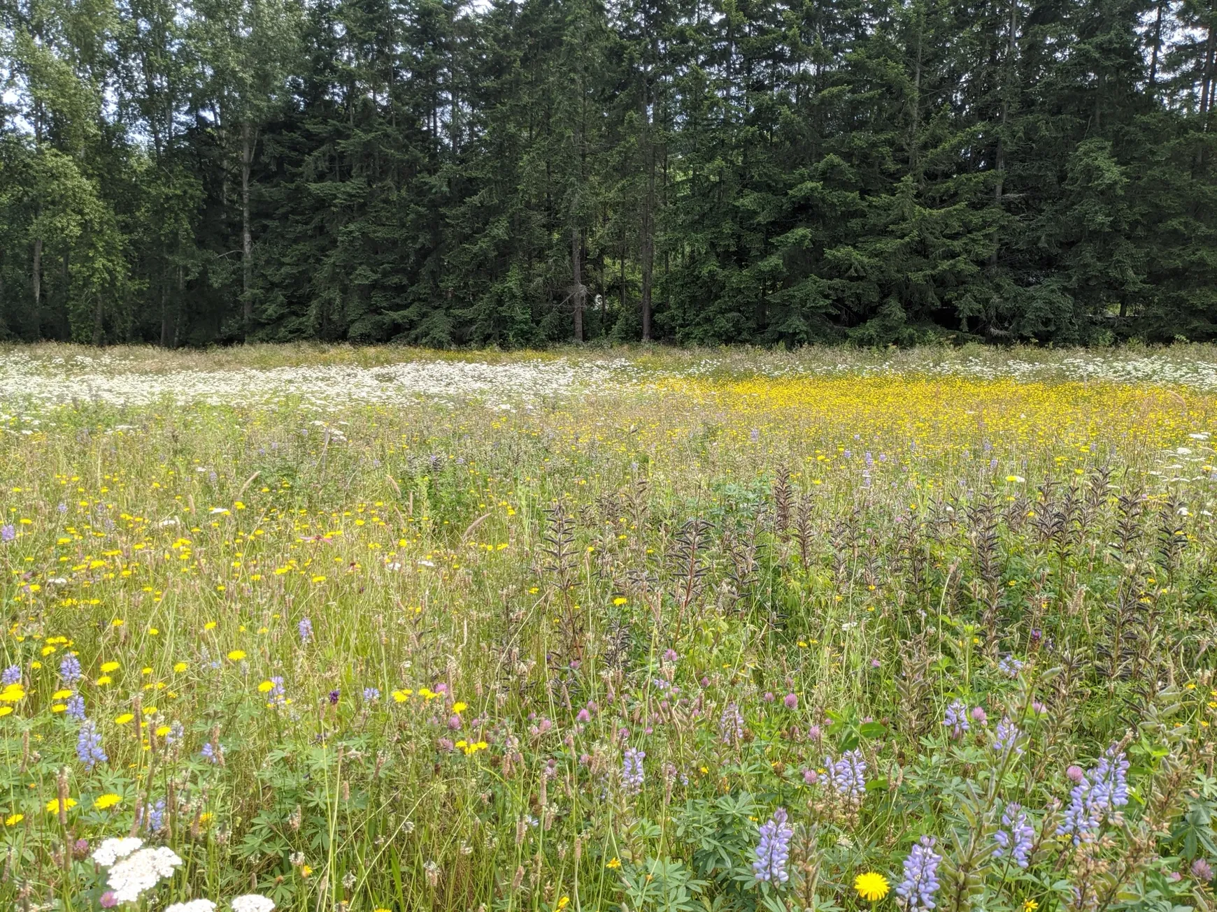 Bloedel Reserve meadow