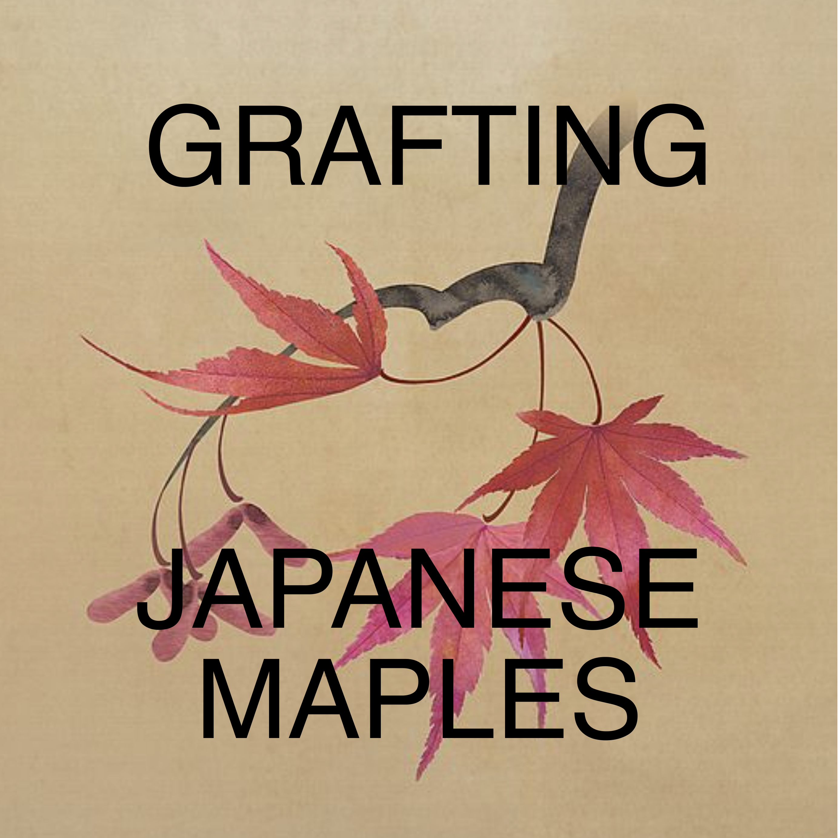 Japanese Maples